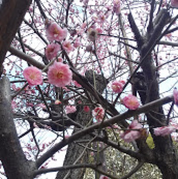美しい梅の花♪サムネイル