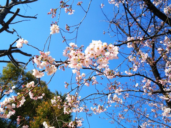 桜の開花予想サムネイル
